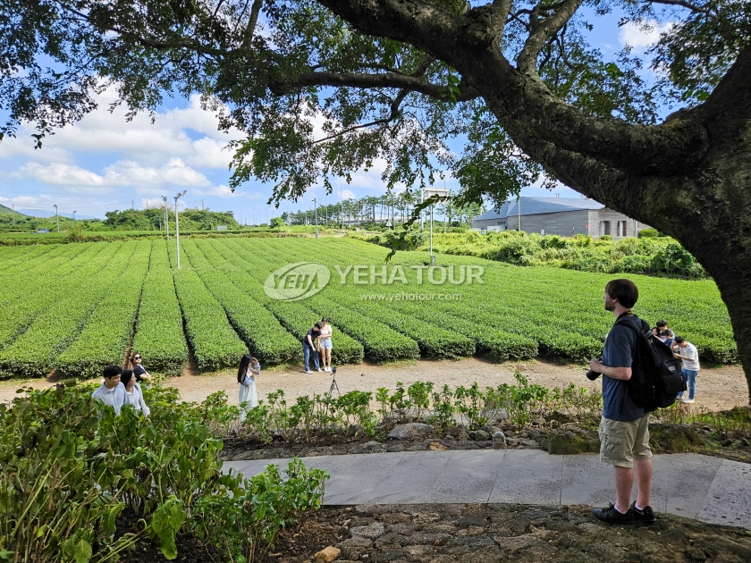 O'sulloc green tea fields