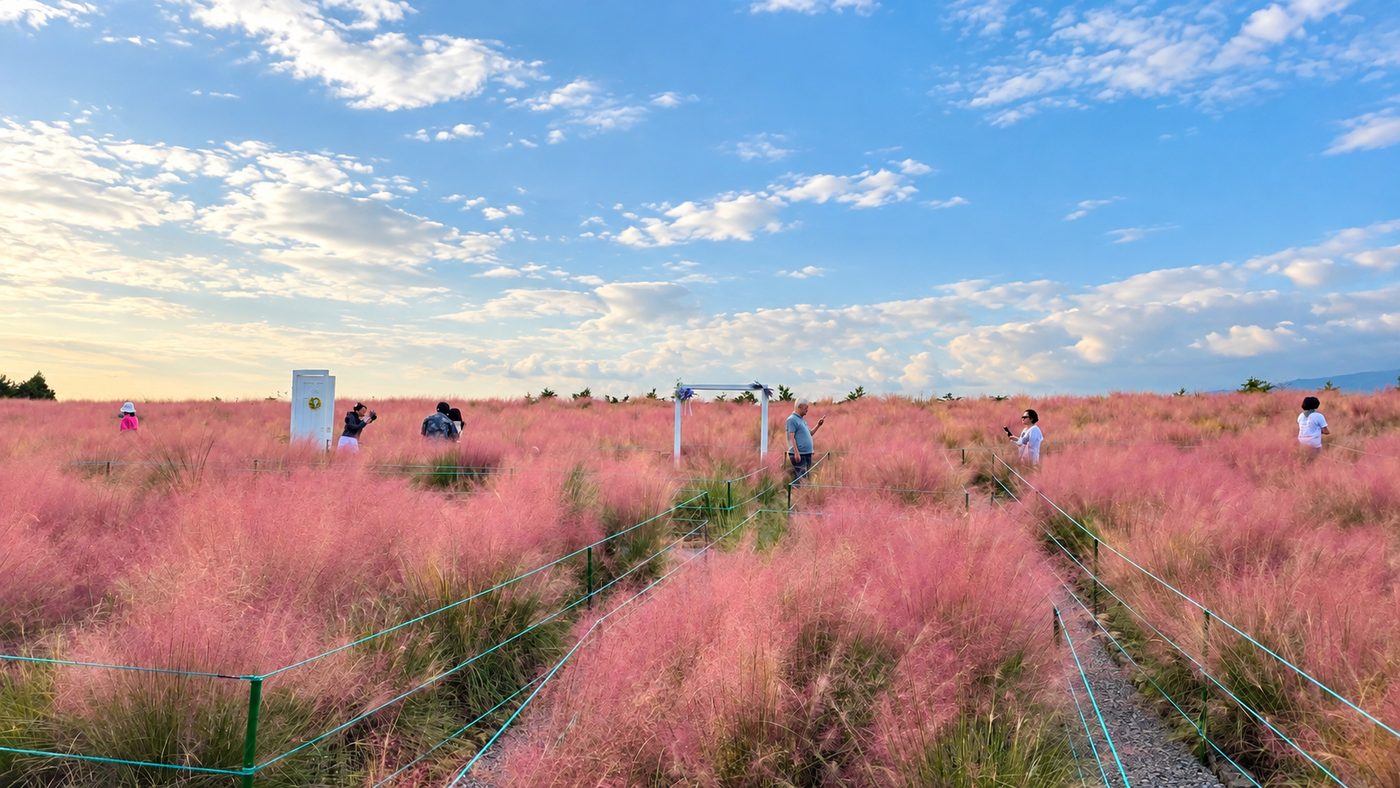 Pink muhly fields at Hueree Nature Life Park