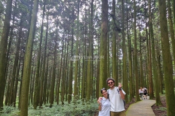 Cedar forest walk