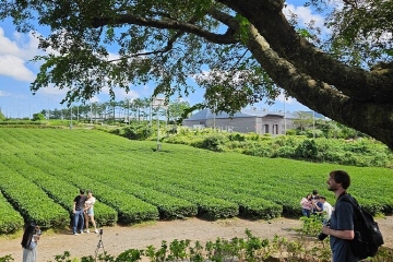 O'sulloc green tea fields