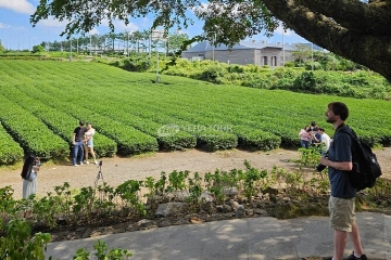 Green tea fields in Jeju