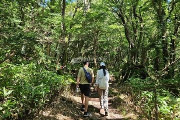 Forest trail in Jeju