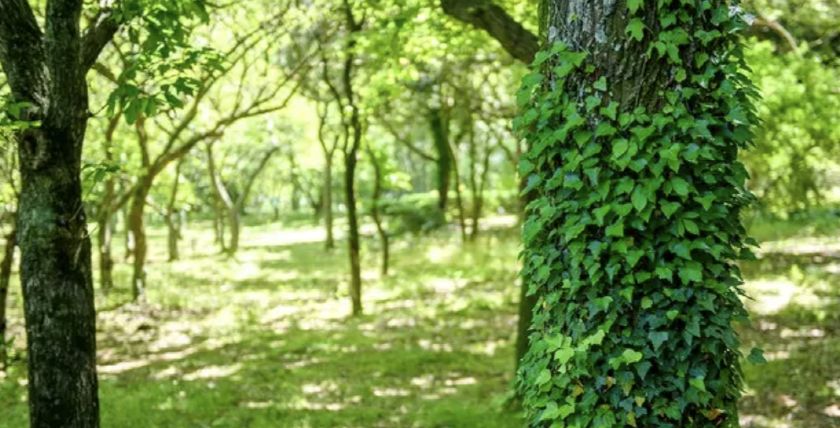 Jeju Arboretum forest trail